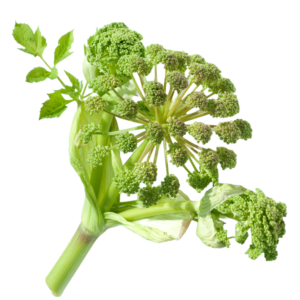 Angelika - svježa biljka 500g