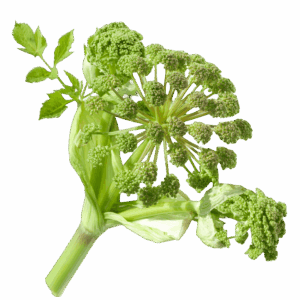 Angelika - svježa biljka 500g