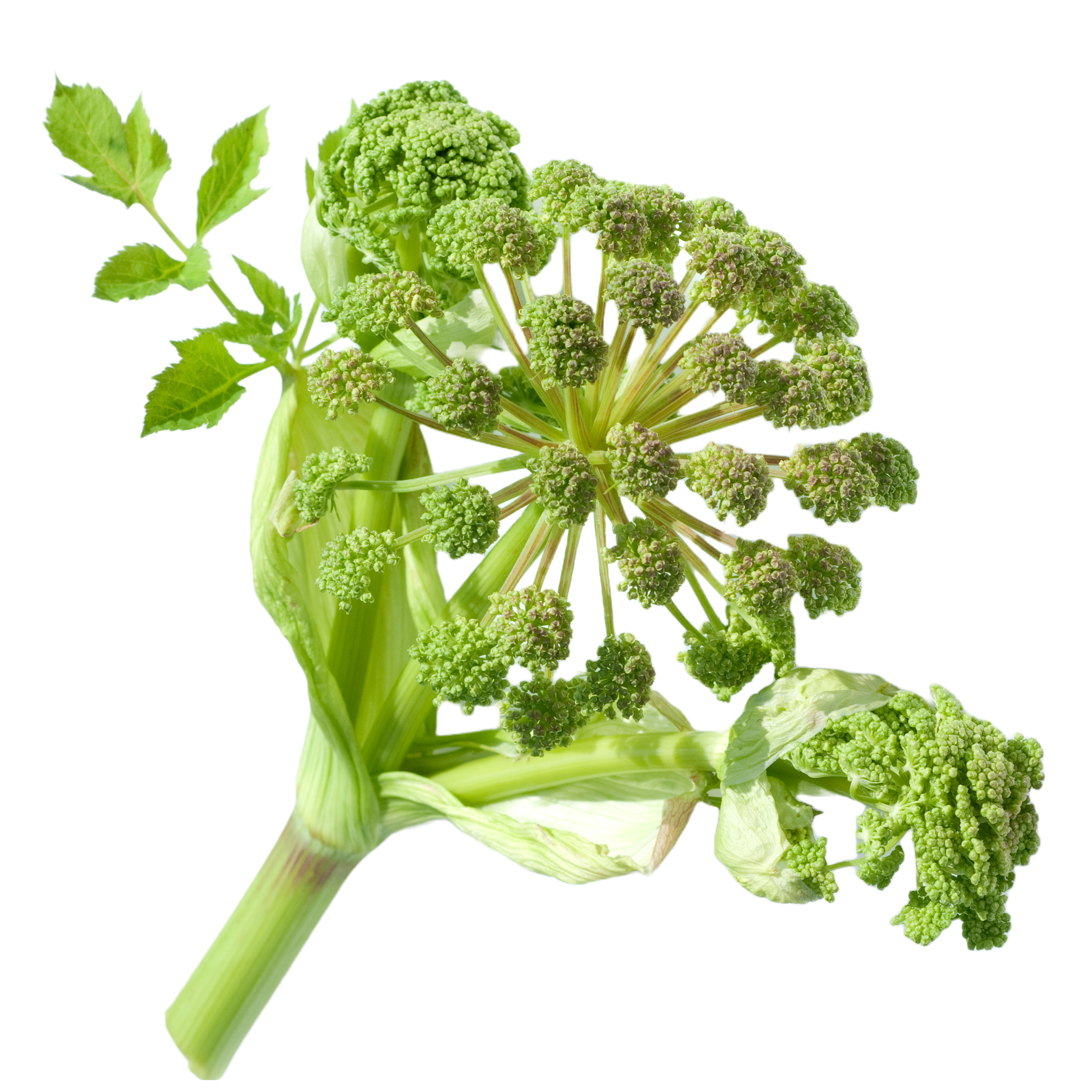 Angelika - svježa biljka 500g