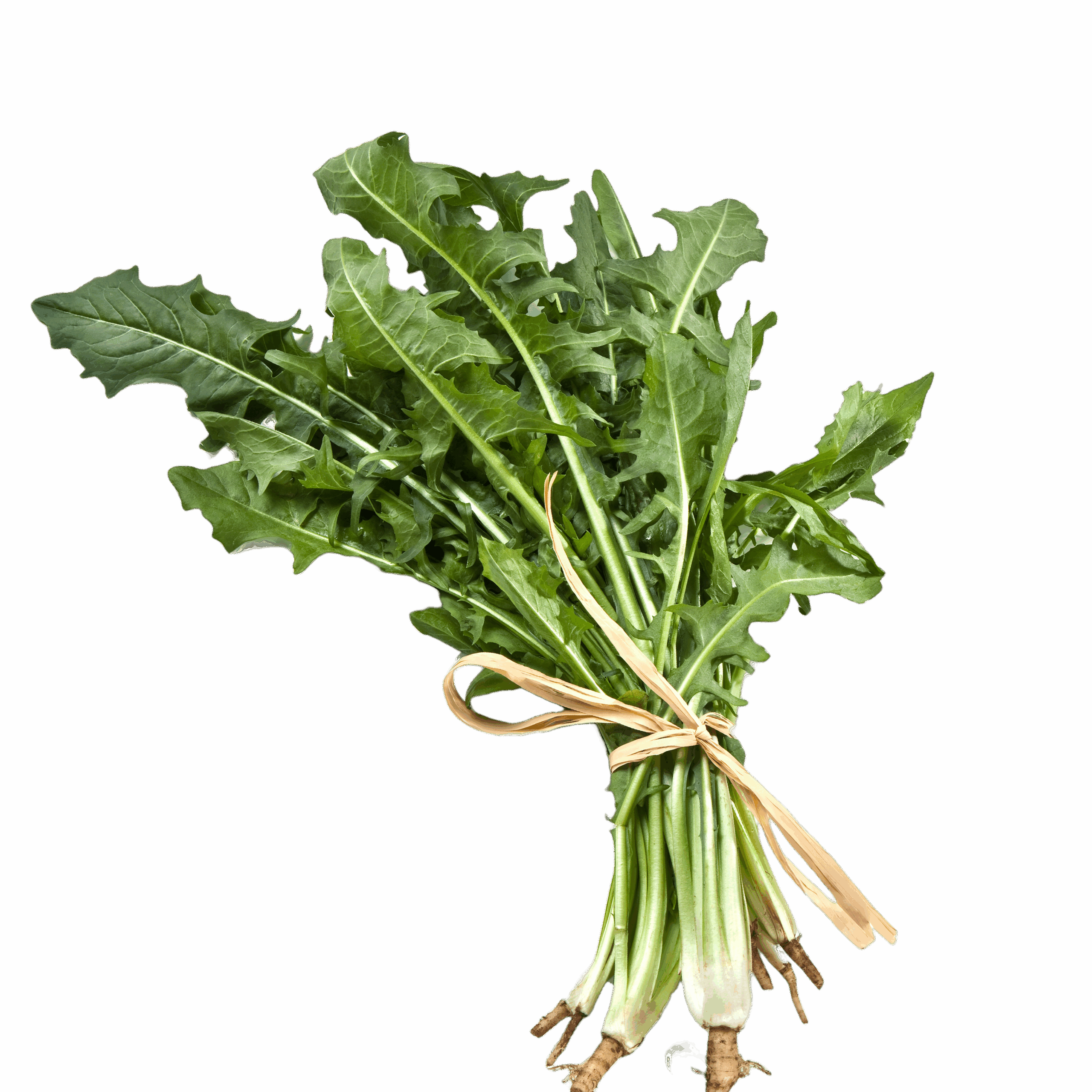 Cikorija, svježa biljka (zelen) 500g