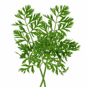 Mrkva samonikla - svježa biljka 500g