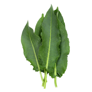 Blitva samonikla - svježa biljka 500g