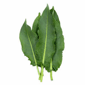 Blitva samonikla - svježa biljka 500g