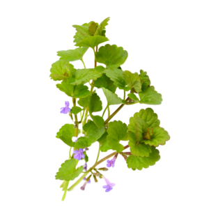 Dobričica - svježa biljka 500g