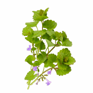 Dobričica - svježa biljka 500g