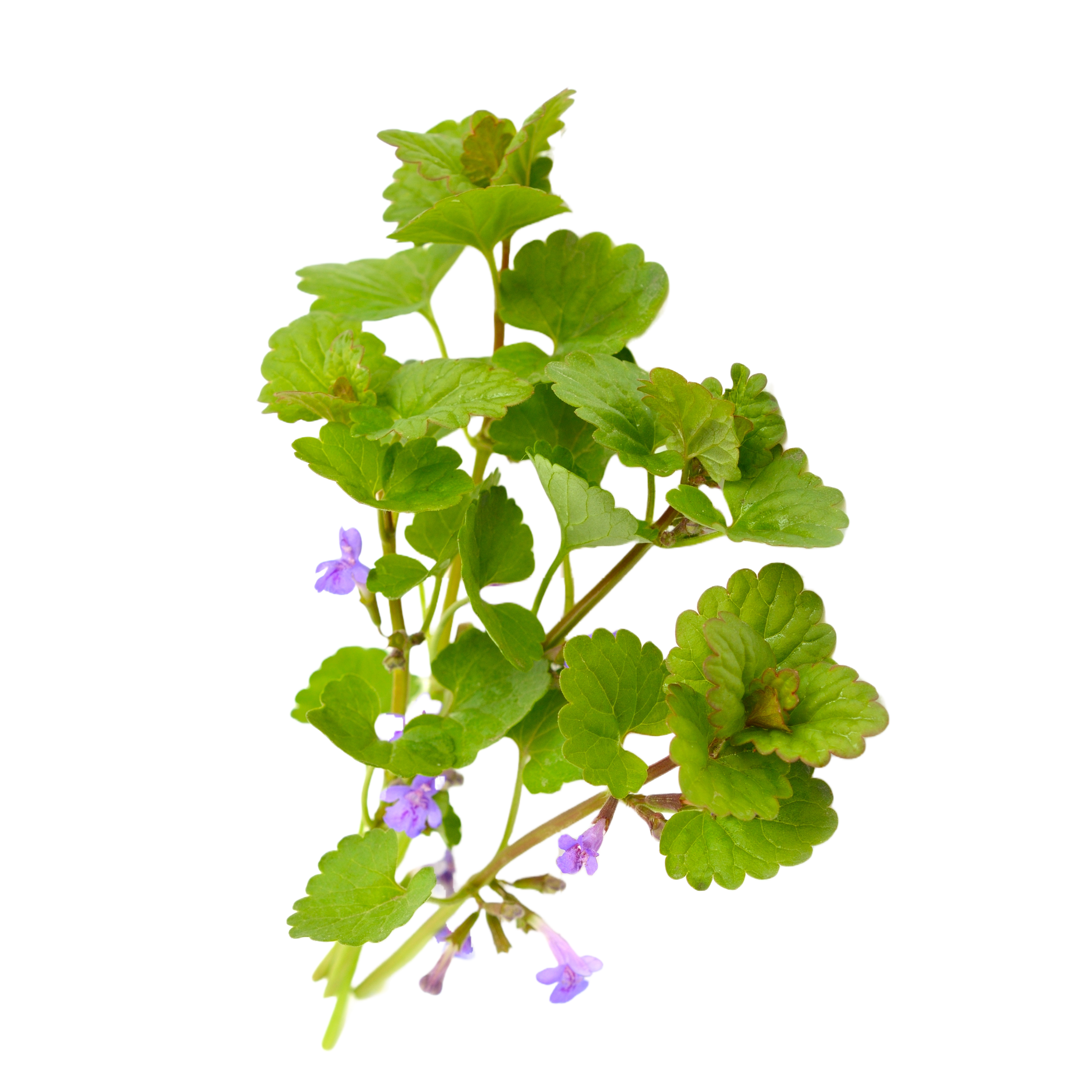 Dobričica - svježa biljka 500g