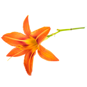 Hemerocallis Fulva- svježi cvijet 200g