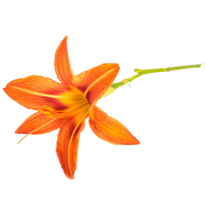 Hemerocallis Fulva- svježi cvijet 200g
