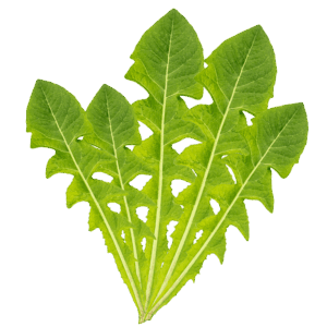 Maslačak - svježa biljka 500g