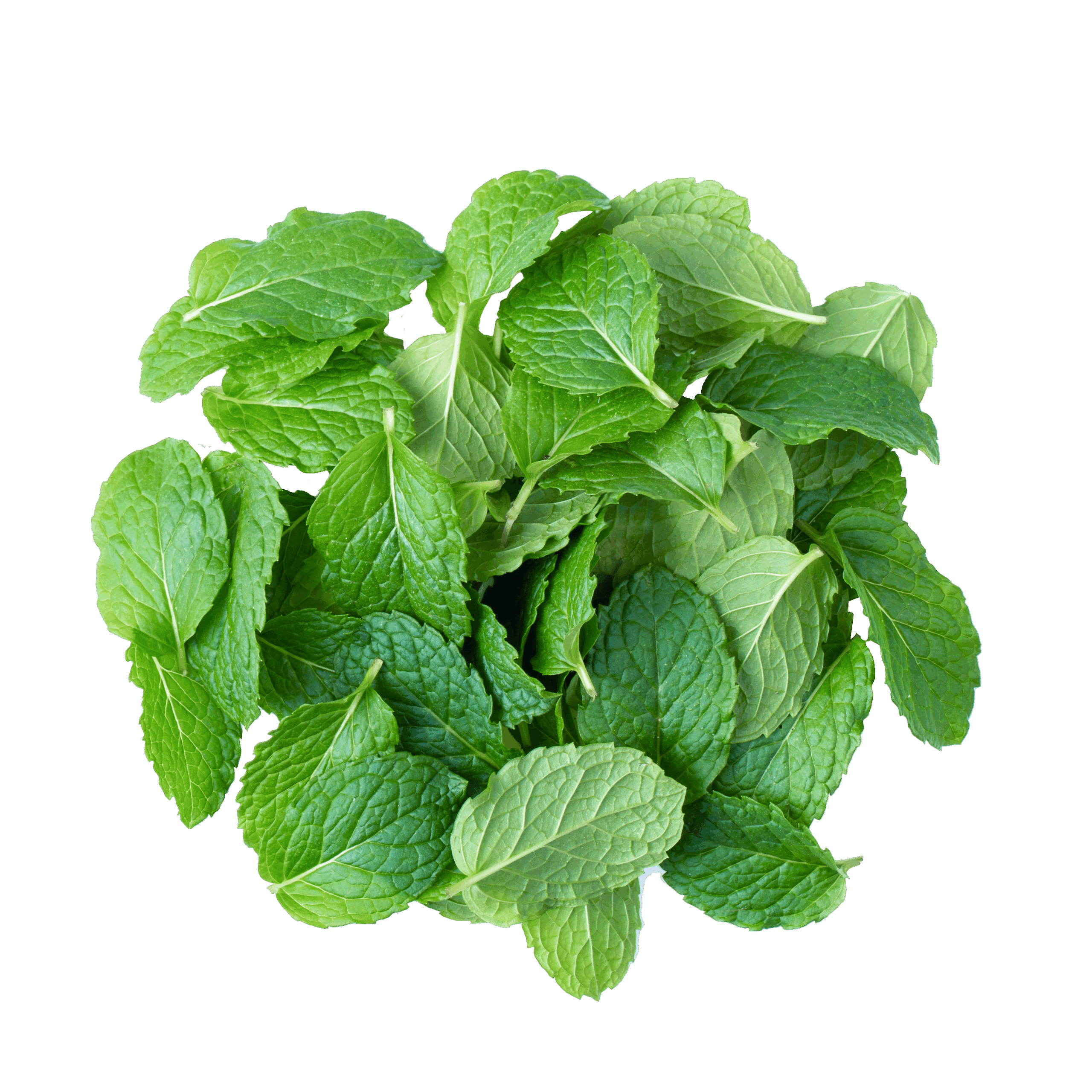 Menta - svježa biljka 500g