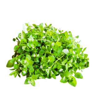 Mišjakinja - svježa biljka 500g