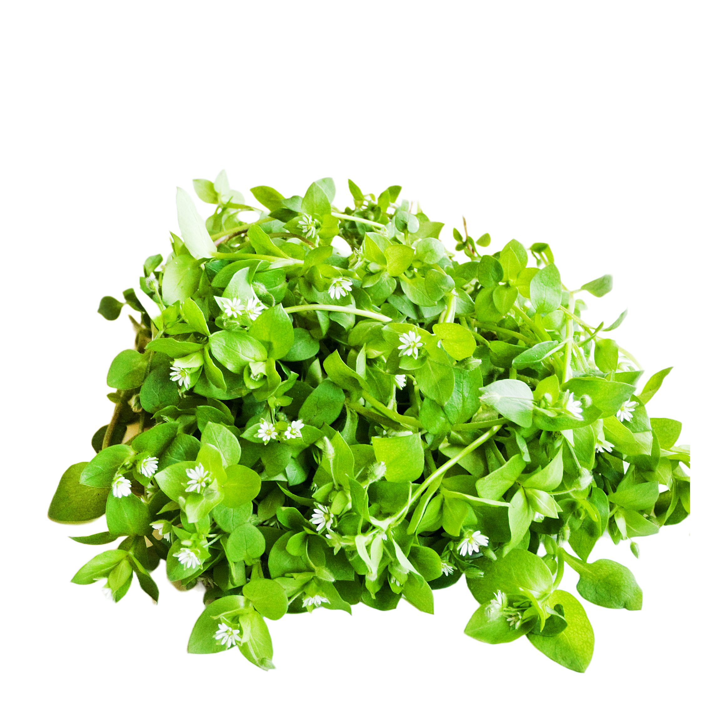 Mišjakinja - svježa biljka 500g