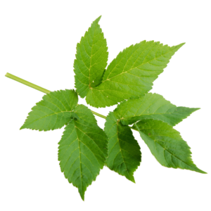 Sedmolist- svježa biljka 500g