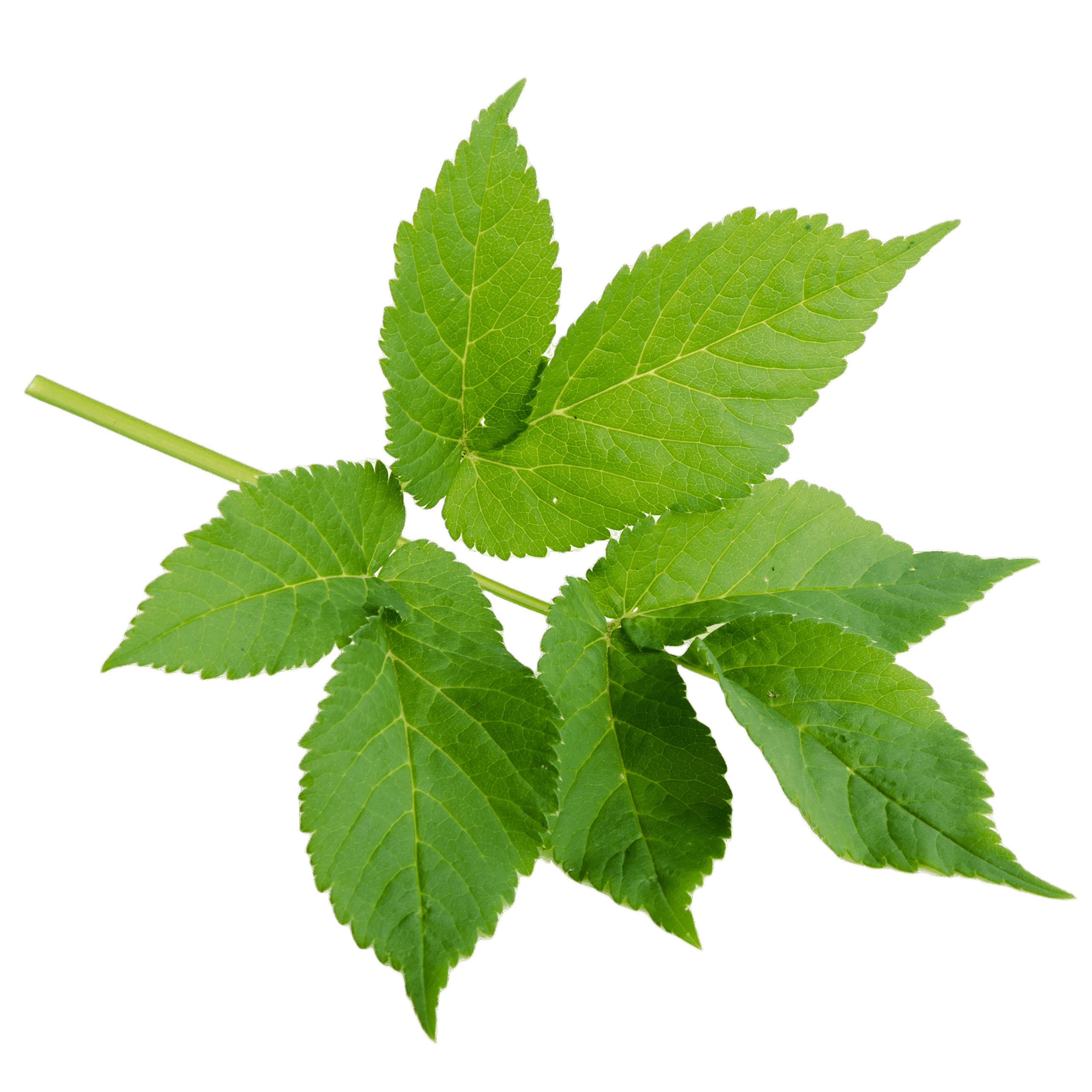 Sedmolist- svježa biljka 500g