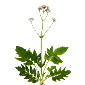 Valerijana - svježa biljka 500g