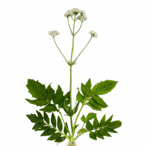 Valerijana - svježa biljka 500g