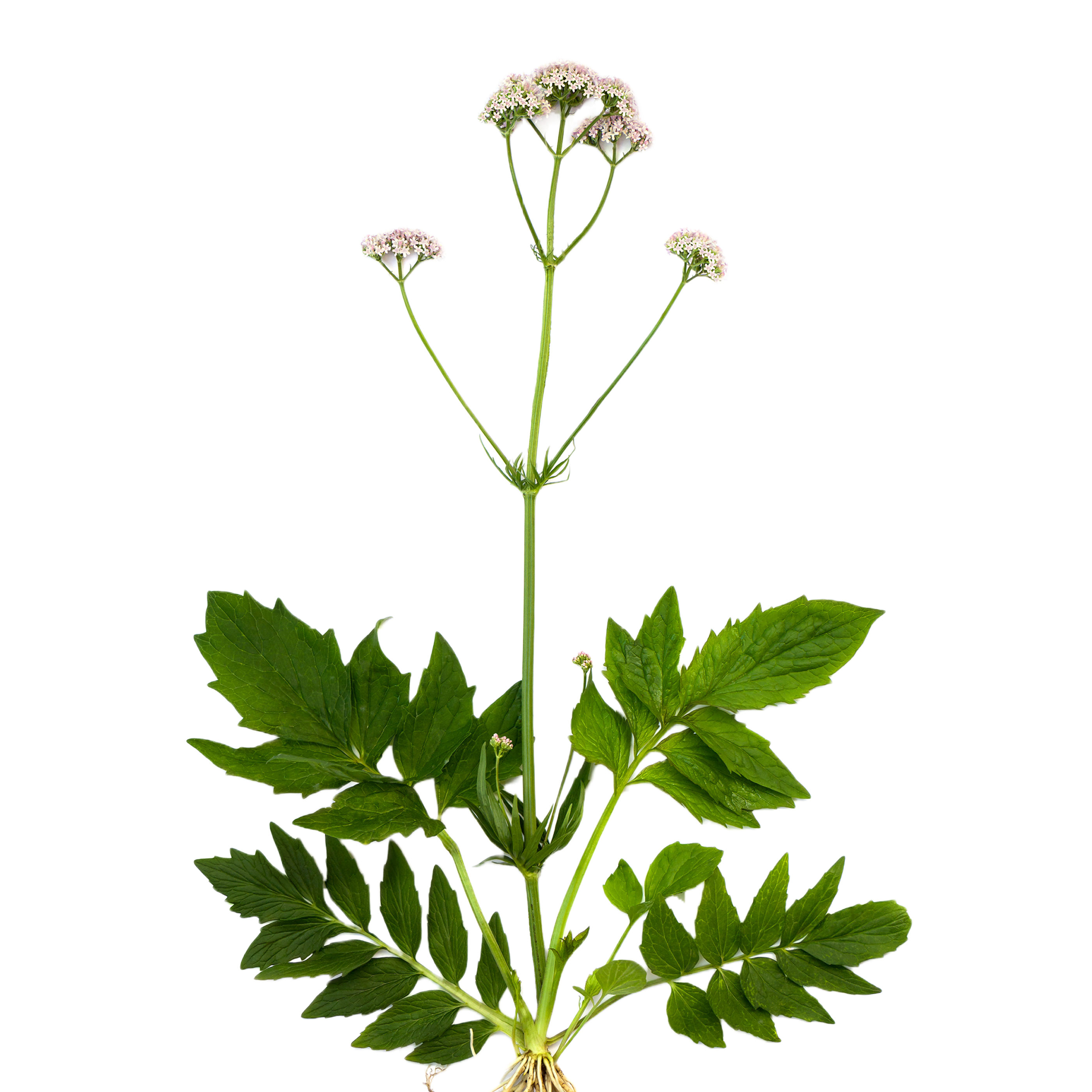 Valerijana - svježa biljka 500g