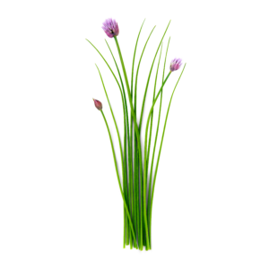 Vlasac samonikli - svježa biljka 500g