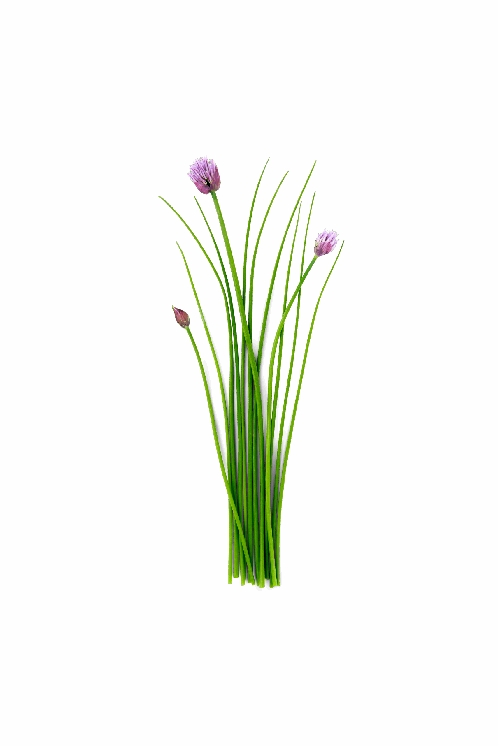 Vlasac samonikli - svježa biljka 500g